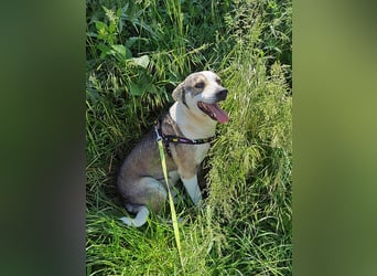 Bobby, menschenbezogen und lieb