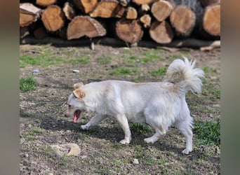 Kleine Prinzessin *ANNA* sucht Familienanschluß