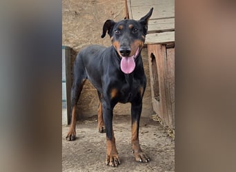 Dobermann-Mix LUNA sucht ihr Zuhause!