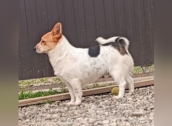 ❤️ süßer kleiner Stenz PABLO - 3 Jahre, 30cm - Corgi-Jack-Russel-Mix