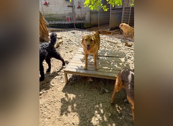 Charmanter Traumbub OLIVER sucht sein Für-Immer-Zuhause