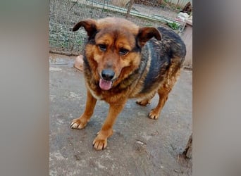 Mega verschmuste Seniorin Nikita