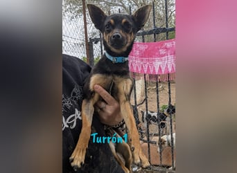 Turrón1 11/2023 (ESP) - sympathischer und aufgeschlossener, kleiner Pinscher-Mix!