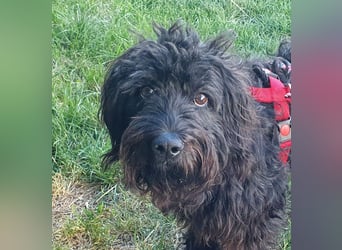 Pflegestelle 97502 Obbach: Lagotto-Mix Cherry