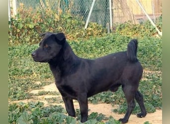 Papuchi