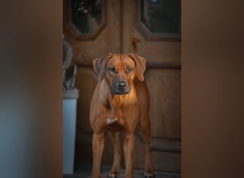 Genetisch Gesunde Rhodesian Ridgeback Welpen erwartet Mitte März 