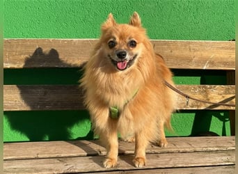 Timmy, Spitz Mix, geb, 2017, kleiner Rüde sucht Zuhause