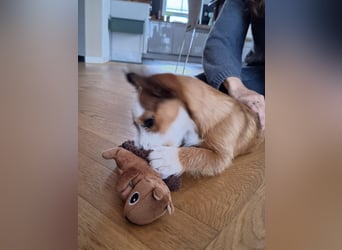 Luigi, kleiner Racker