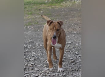 SILVESTER ca. 2 J. Beagle-Foxterriermixrüde, aktiv