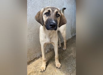 Katinka, geb. ca. 02/2025, lebt in GRIECHENLAND, im städt. Tierheim Serres