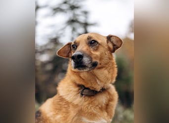 Tolle Gerda sucht liebevolles Zuhause