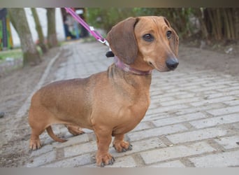 Lola - aufgeschlossene, menschenbezogene nette Hündin