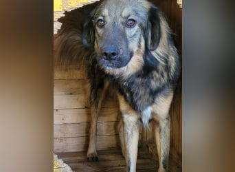 R O V E R , 3-jähriger Rüde, SH ca. mittelgroß – groß, freundlich, verspielt, verschmust, sozial