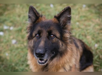NERJA - die aufgeschlossene und freundliche Schäferhund-Mix-Dame sucht ihr eigenes liebes Zuhause