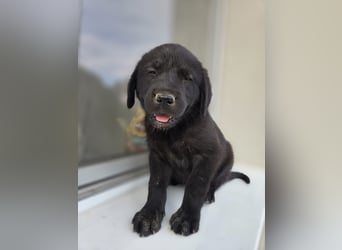 Ryan - liber Hundejunge