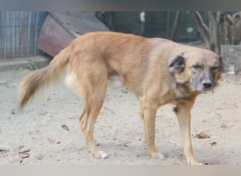 STEVE, Rüde, 9 Jahre, 53cm, Mischling, Tierschutz