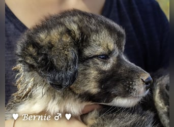 Buddy und Bernie suchen ein Zuhause