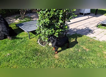 Verschmuste Gordon Setter aus familiärer Liebhaberzucht zu vermitteln