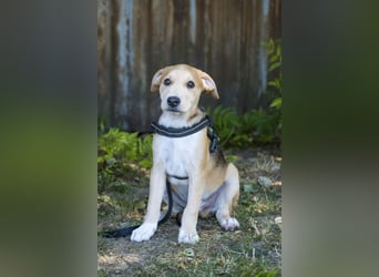 Bailey SI – 3 Jungs suchen ihr großes Abenteuer
