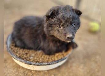 GORDI❤️liebes, verschmustes kroat. Schäferhund-Mix-Mädel