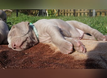 zuckersüße Weimaranerwelpen