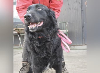 Medo ein Traumhund