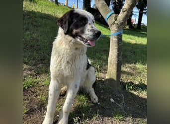 Oreo ein liebesbedürftiger Kerl