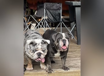 Willi u.Agnes, English Englische Bulldogge, reinrassig, Papiere, Ahnentafel, Gesundheitszeugnis lieb