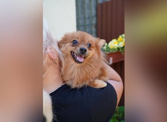 Nico SR - Kleiner Schatz sucht Liebe!