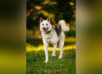 Sanfte Tika sucht liebevolles Zuhause