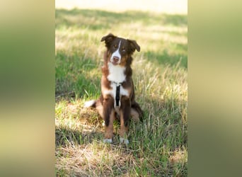 Australian Shepherd Welpe Rüden, ASCA
