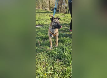 Welpendame BEAUTY, in 71665 Vaihingen auf Pflegestelle, sucht eine Familie!