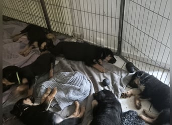Rottweiler Schäferhund Mischling