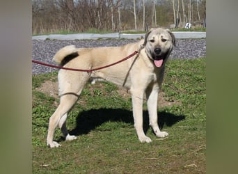 Atilla - Zuhause gesucht
