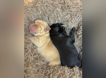 Labrador Welpen mit Ahnentafel 