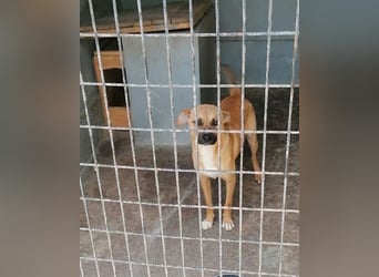 Teddy sehnt sich nach einem Zuhause