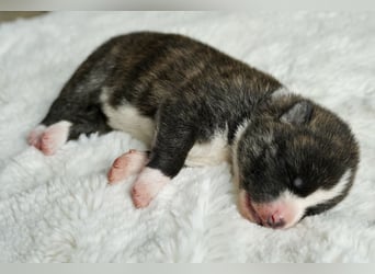 Akita Inu Welpen | A-Wurf | Japan Akita | Ahnentafel | VDH 