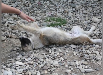 Gut gelaunter FRITZI ist ein charmanter und lustiger Hundebub