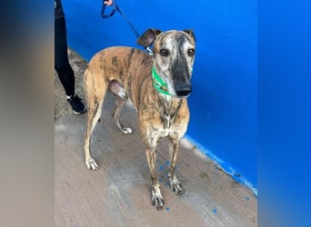Wally, einfühlsamer verschmuster zugänglicher Galgo Mann