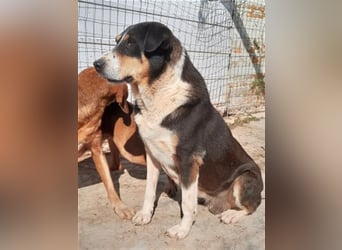 Sanfte, liebe Alexa sucht ruhiges Zuhause