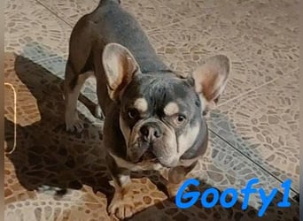 Goofy1 geb. 10/2023 (ESP) - anhängliche und freundliche Französische Bulldogge!