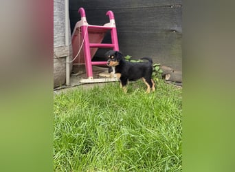 Supersüsse Australian Shepherd Welpen in der Farbe
