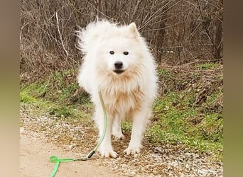 ❤️ wunderschöner Samojede LEO - 3 Jahre, 55cm/25kg