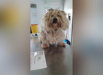 Snoopy - freundlicher, aktiver, verspielter Maltester-Mix Rüde / ab 10.05.25 auf PS in Brakel