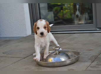 Traumfee - Irish Red and White Setter