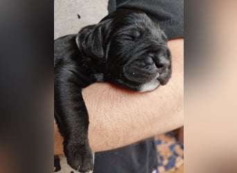 OEB Mix Welpen ideale Familienhunde
