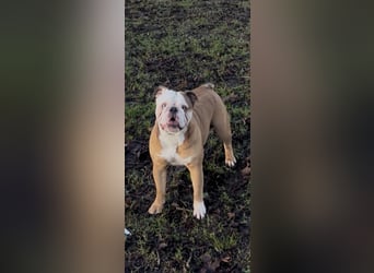 Englische Bulldoggen Welpen– 7 süße Mädels suchen bald ein Zuhause!