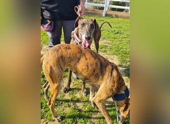 Roncel – freundlicher Galgo-Bub mit Köpfchen und Charme!