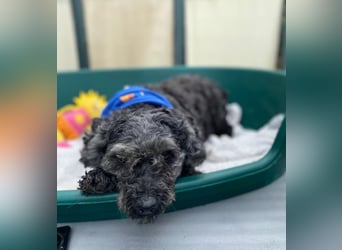 OTTO - Kleiner, freundlicher, Puli-Mix,allergikerfreundlich