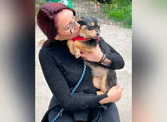 Kira - Kleine Hundedame mit großen Augen sucht ihr Zuhause!
